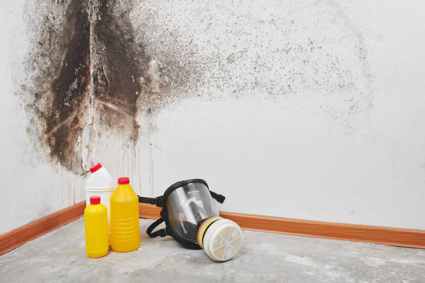 Best Residential Mold Remediation in Lakeside, OR