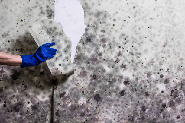 Best Kitchen Mold Remediation in Lakeside, OR